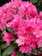 Rhododendron in bloom