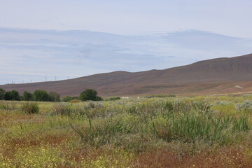 landscape with yellow flower field