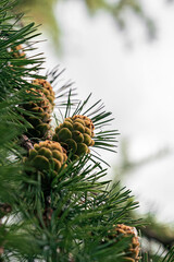 Small pine cones on a pine tree in natural light.