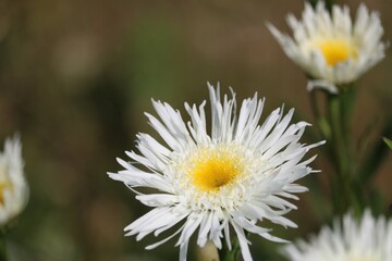 Erigeron coulteri