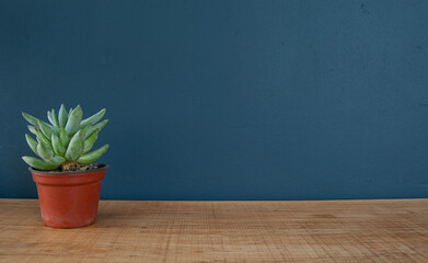 plant in a vase with blue background