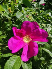 huge velvet pink rosehip  close up. Blooming flowers. Floral Desktop wallpaper