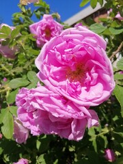 huge terry velvet pink rosehip  close up. Blooming flowers. Floral Desktop wallpaper