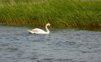 Graceful white swan swims in the lake