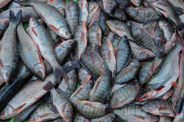 Top view of various fishes displayed for sale at Territy Bazar, Kolkata, West Bengal, India..