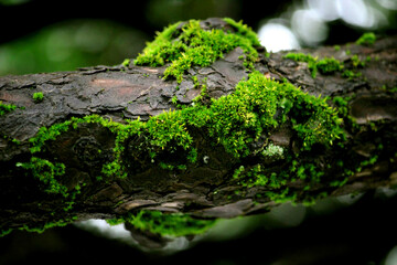 Beautiful green moss on branches in the moist forest