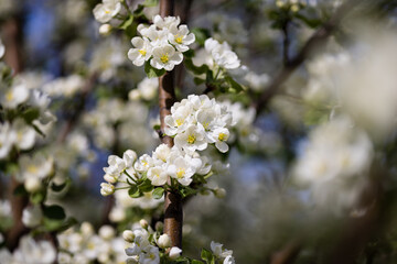 Apple tree blossoms. Spring flowers. Macro photo of flower bud. Bee on flower