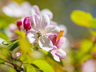 Obraz premium Apple tree blossoms. Spring flowers. Macro photo of flower bud. Bee on flower