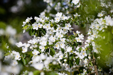 Apple tree blossoms. Spring flowers. Macro photo of flower bud. Bee on flower