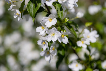 Apple tree blossoms. Spring flowers. Macro photo of flower bud. Bee on flower