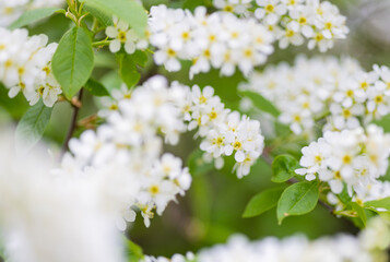 Apple tree blossoms. Spring flowers. Macro photo of flower bud. Bee on flower