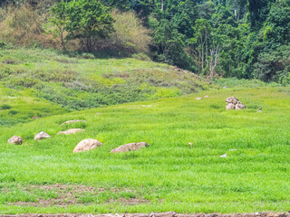 sheep grazing in a meadow