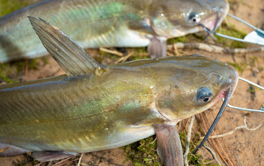 Pair of catfish on a stringer