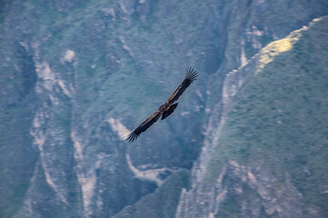 habitat of the giant Andean condor