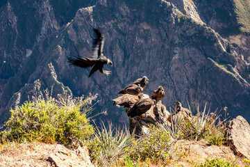 habitat of the giant Andean condor