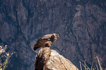 habitat of the giant Andean condor