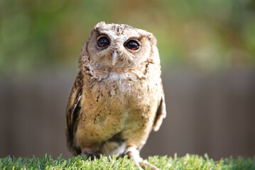 Cute little owl in golden nut colour front view