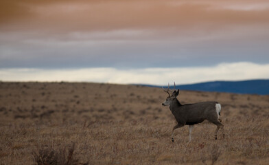 Sun setting over a young mule deer buck