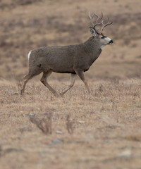 Walking mule deer buck in the rute