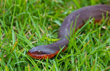 Snake in the early moring grass