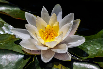 Weißgelbe Seerose © rkbox