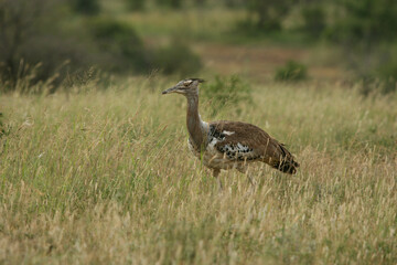 Kori Bustard, Kruger National Park, South Africa