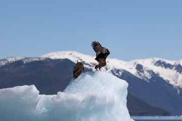 An eagle in flight, with mountains in the background.