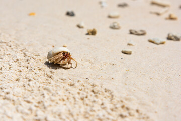 little hermit crab on the tropical beach