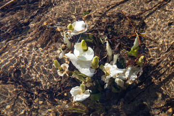 Asian skunk-cabbage at Oze National Park, Gunma, Japan