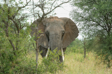 Fototapeta premium African elephant, Kruger National Park, South Africa