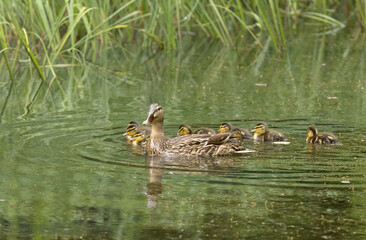 Stockente mit Nachwuchs im Teich