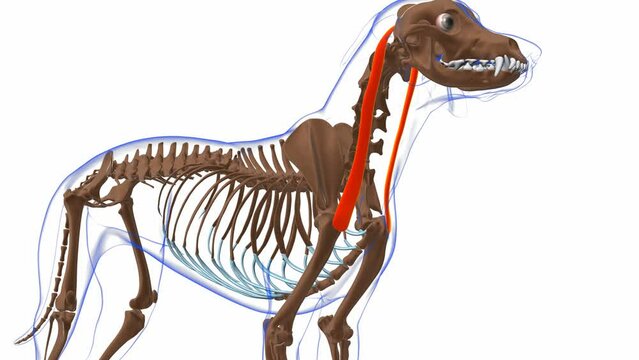 Cleidomastoideus muscle Dog muscle Anatomy For Medical Concept 3D