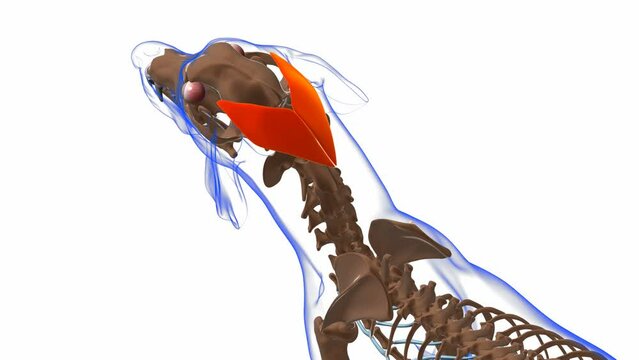 Cervical Auricularis Superficialis Muscle Dog muscle Anatomy For Medical Concept 3D