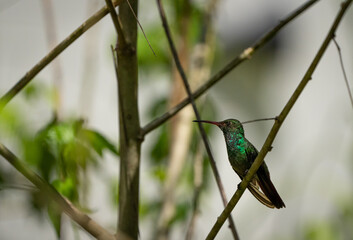 Green hummingbird perched on a tree branch. Animal themes
