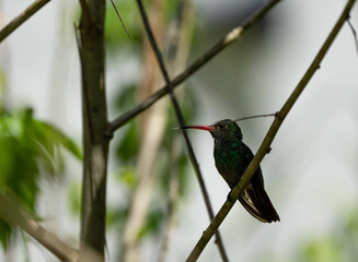 Green hummingbird perched on a tree branch. Animal themes