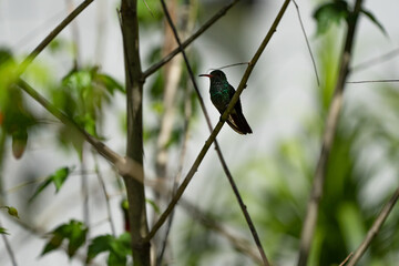 Green hummingbird perched on a tree branch. Animal themes