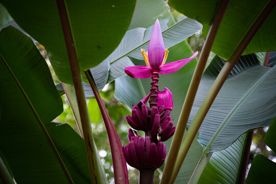 Close up of purple Musa Ornata in natural environment. Background.