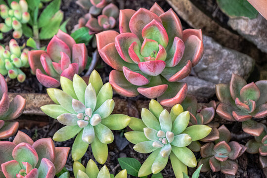 Francesco baldi plant also knowns as succulents plant. Backgrounds