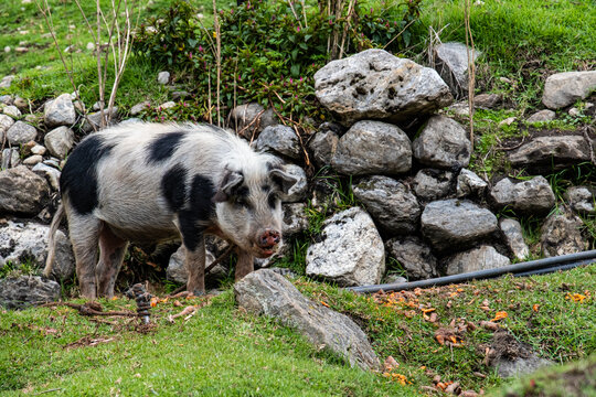 Black and white pig walking in a meadow. Merida State, Venezuela