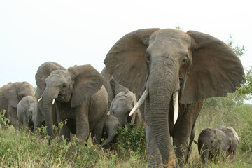 Naklejka na ściany i meble Herd of African elephant, Kruger National Park, South Africa