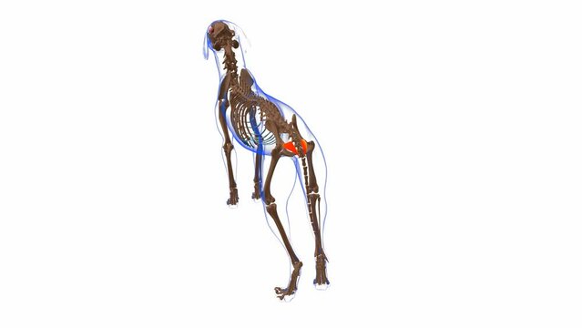 Coccygeus muscle Dog muscle Anatomy For Medical Concept 3D Animation