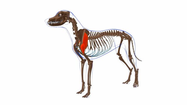 Deltoideus muscle Dog muscle Anatomy For Medical Concept 3D