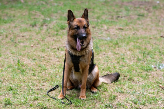 Service German Shepherd, in unloading with a muzzle, sits in a clearing, sticking out his tongue