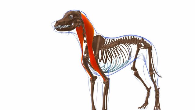 Brachiocephalicus muscle Dog muscle Anatomy For Medical Concept 3D