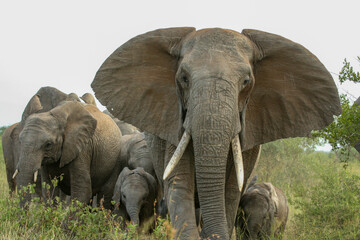 Fototapeta na wymiar Herd of African elephant, Kruger National Park, South Africa