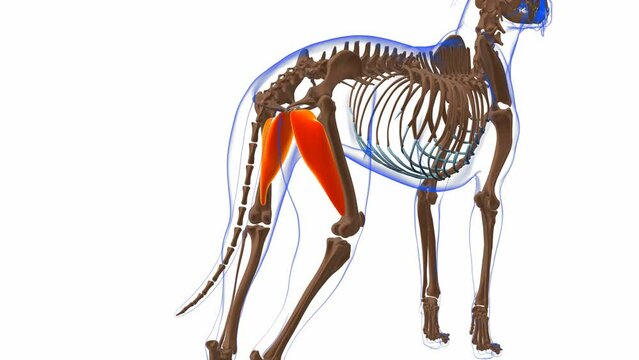 Adductor muscle Dog muscle Anatomy For Medical Concept 3D