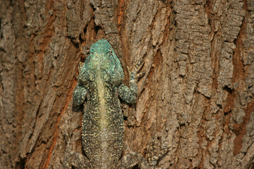 Southern Tree Agama, Kruger National Park, South Africa