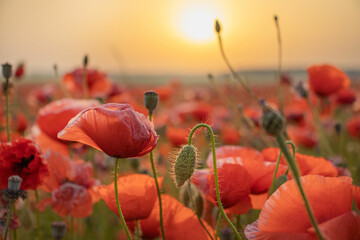 Sunrise with poppies in the sun. Poppy flower. Beautiful field of red poppies in the sunset light.