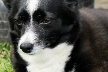 Portrait of a black dog close-up. The mongrel looks into the distance.