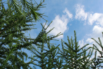 Larch branches against a blue sky with clouds. Place for text. Green needles. Coniferous forest. Environmentally friendly air.